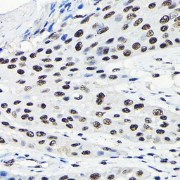Anti-EFTUD2 antibody used in IHC (Paraffin sections) (IHC-P). GTX55602