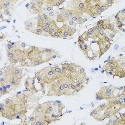 Anti-FGF13 antibody used in IHC (Paraffin sections) (IHC-P). GTX55620