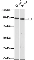 Anti-FUS antibody used in Western Blot (WB). GTX55629