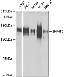 Anti-G9a antibody used in Western Blot (WB). GTX55631