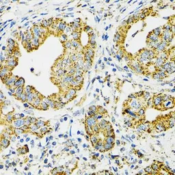 Anti-Grp75 antibody used in IHC (Paraffin sections) (IHC-P). GTX55649