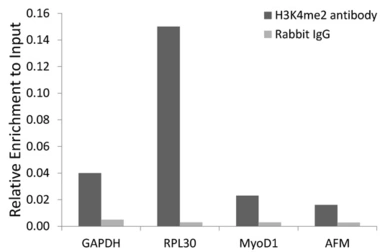 Anti-Histone H3K4me2 (di-methyl Lys4) antibody used in ChIP assay (ChIP assay). GTX55660