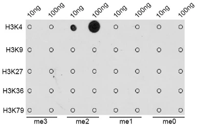 Anti-Histone H3K4me2 (di-methyl Lys4) antibody used in Dot blot (Dot). GTX55660