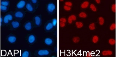 Anti-Histone H3K4me2 (di-methyl Lys4) antibody used in Immunocytochemistry/ Immunofluorescence (ICC/IF). GTX55660