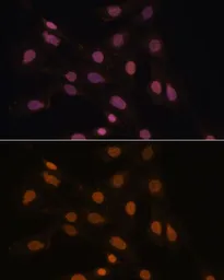Anti-HP1 gamma antibody used in Immunocytochemistry/ Immunofluorescence (ICC/IF). GTX55664