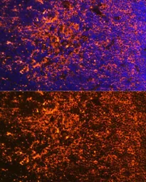 Anti-ICOS antibody used in IHC (Paraffin sections) (IHC-P). GTX55669