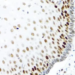 Anti-KHDRBS2 antibody used in IHC (Paraffin sections) (IHC-P). GTX55686