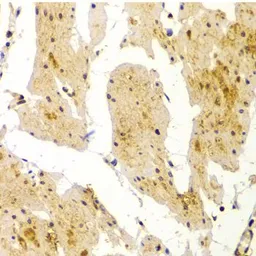 Anti-MVP/LRP antibody used in IHC (Paraffin sections) (IHC-P). GTX55715