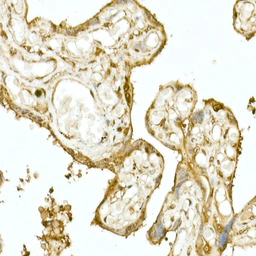 Anti-NRF2 antibody used in IHC (Paraffin sections) (IHC-P). GTX55732
