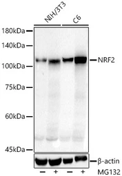 Anti-NRF2 antibody used in Western Blot (WB). GTX55732