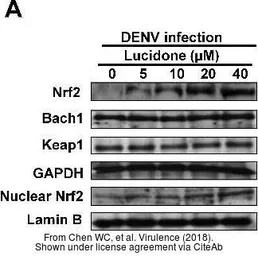 Anti-NRF2 antibody used in Western Blot (WB). GTX55732