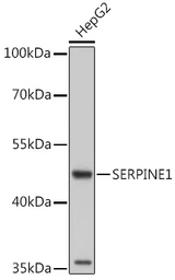 Anti-PAI-1 antibody used in Western Blot (WB). GTX55737