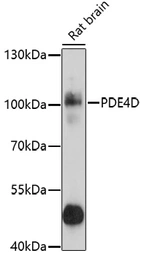 Anti-PDE4D antibody used in Western Blot (WB). GTX55741