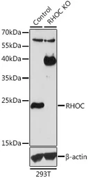 Anti-RhoC antibody used in Western Blot (WB). GTX55782