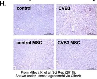 Anti-TMS1 antibody used in IHC (Frozen sections) (IHC-Fr). GTX55818