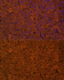 Anti-UGT1A antibody used in IHC (Paraffin sections) (IHC-P). GTX55835