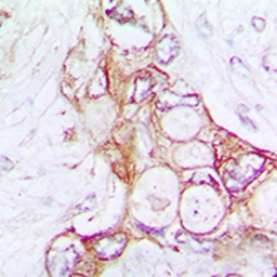 Anti-Laminin alpha 5 antibody used in IHC (Paraffin sections) (IHC-P). GTX55867