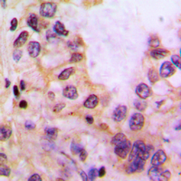 Anti-CYP39A1 antibody used in IHC (Paraffin sections) (IHC-P). GTX55952