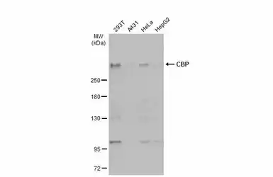 Anti-CBP antibody used in Western Blot (WB). GTX56255