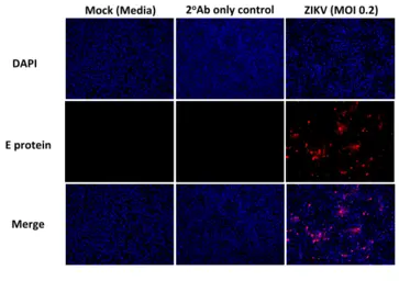 Anti-Flavivirus group antibody [D1-4G2-4-15 (4G2)] used in Immunocytochemistry/ Immunofluorescence (ICC/IF). GTX57154