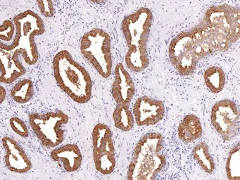 Anti-PSA antibody [IHC654] used in IHC (Paraffin sections) (IHC-P). GTX57195