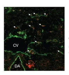 Anti-SOX18 antibody used in Immunocytochemistry/ Immunofluorescence (ICC/IF). GTX57216