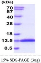 Mouse Glutaredoxin 1 protein, His tag. GTX57280-pro
