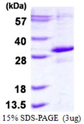Human PHD3 protein, His tag. GTX57288-pro