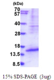 Human DPPA5 protein, His tag. GTX57412-pro