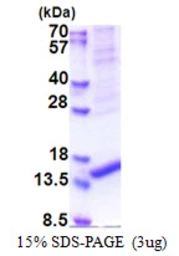 Human ARMS2 protein, His tag. GTX57423-pro