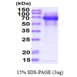 E. coli DnaK protein. GTX57460-pro