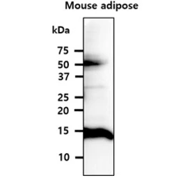 Anti-FABP4 antibody [3F4] used in Western Blot (WB). GTX57547