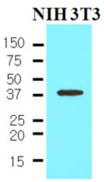 Anti-Nanog antibody [5A10] used in Western Blot (WB). GTX57553