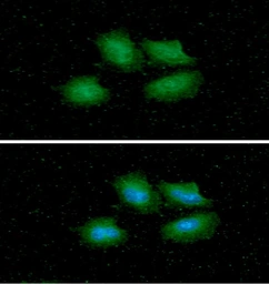 Anti-14-3-3 epsilon antibody [AT4F8] used in Immunocytochemistry/ Immunofluorescence (ICC/IF). GTX57563