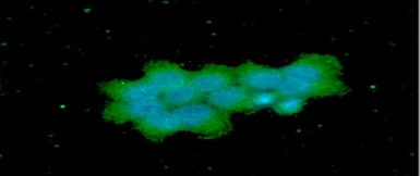 Anti-OSTF1 antibody [AT9G4] used in Immunocytochemistry/ Immunofluorescence (ICC/IF). GTX57564