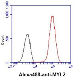 Anti-Myosin Light Chain 2 (MLC-2v) antibody [AT3B2] used in Flow cytometry (FCM). GTX57570