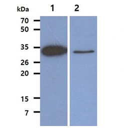 Anti-TPMT antibody [AT2E7] used in Western Blot (WB). GTX57582