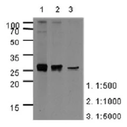 Anti-Apolipoprotein A1 antibody [AT1E12] used in Western Blot (WB). GTX57583