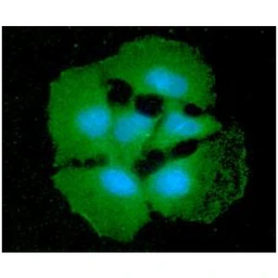 Anti-SORD antibody [AT10F4] used in Immunocytochemistry/ Immunofluorescence (ICC/IF). GTX57595