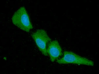 Anti-14-3-3 gamma antibody [AT4B9] used in Immunocytochemistry/ Immunofluorescence (ICC/IF). GTX57599