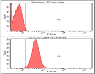 Anti-Fumarate hydratase antibody [AT3F6] used in Flow cytometry (FCM). GTX57625