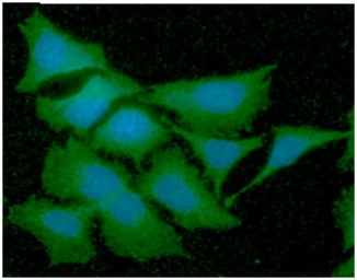 Anti-GSTT2 antibody [AT10H4] used in Immunocytochemistry/ Immunofluorescence (ICC/IF). GTX57646