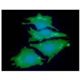 Anti-NDRG1 antibody [AT11G4] used in Immunocytochemistry/ Immunofluorescence (ICC/IF). GTX57654