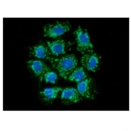 Anti-AIF antibody [AT22E9] used in Immunocytochemistry/ Immunofluorescence (ICC/IF). GTX57664