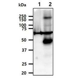 Anti-AIF antibody [AT22E9] used in Western Blot (WB). GTX57664