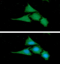 Anti-BAG2 antibody [AT29E9] used in Immunocytochemistry/ Immunofluorescence (ICC/IF). GTX57685
