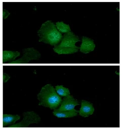 Anti-Adenylate kinase 1 antibody [AT7E9] used in Immunocytochemistry/ Immunofluorescence (ICC/IF). GTX57693