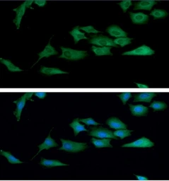 Anti-TrxR1 antibody [AT30F1] used in Immunocytochemistry/ Immunofluorescence (ICC/IF). GTX57697