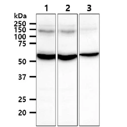 Anti-TrxR1 antibody [AT30F1] used in Western Blot (WB). GTX57697