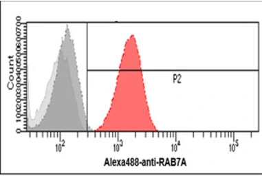 Anti-RAB7A antibody [AT10E4] used in Flow cytometry (FCM). GTX57709